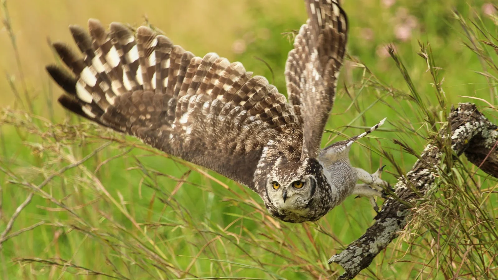 African Raptor Centre — kid-friendly venue in Pietermaritzburg