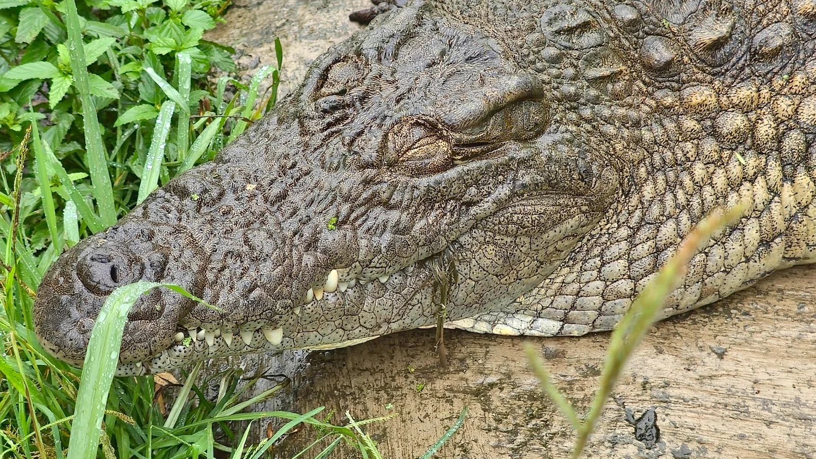 Pure Venom Reptile Park